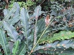 -深圳仙湖植物园