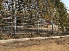 -傣妹火锅(狮子桥店)