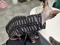 -团子家猫咪猫咖馆·柯基·柯尔鸭
