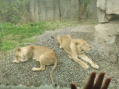 -北京野生动物园