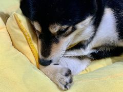 -逗柴咖啡屋·狗咖猫咖宠物桌游