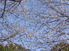 -高东镇樱花园