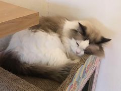 -猫腻·猫咖·撸猫馆(星光大道店)