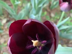 -洛阳郁金香牡丹园