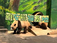 -中国大熊猫保护研究中心雅安碧峰峡基地