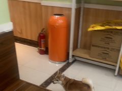 -瑞鹏宠物医院·夜间急症·心超·猫科(祖庙分店)