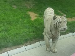 -北京野生动物园