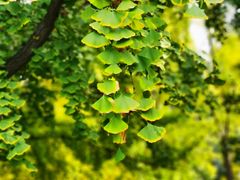 -三里屯东五街银杏大道