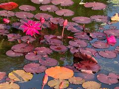 -国家植物园南园