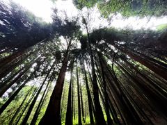 -武陵山森林公园