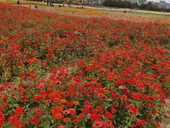 -映月湖中央公园