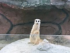 -清迈夜间动物园