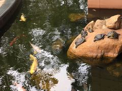 -香港大学
