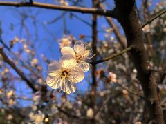 -广州市流溪河国家森林公园