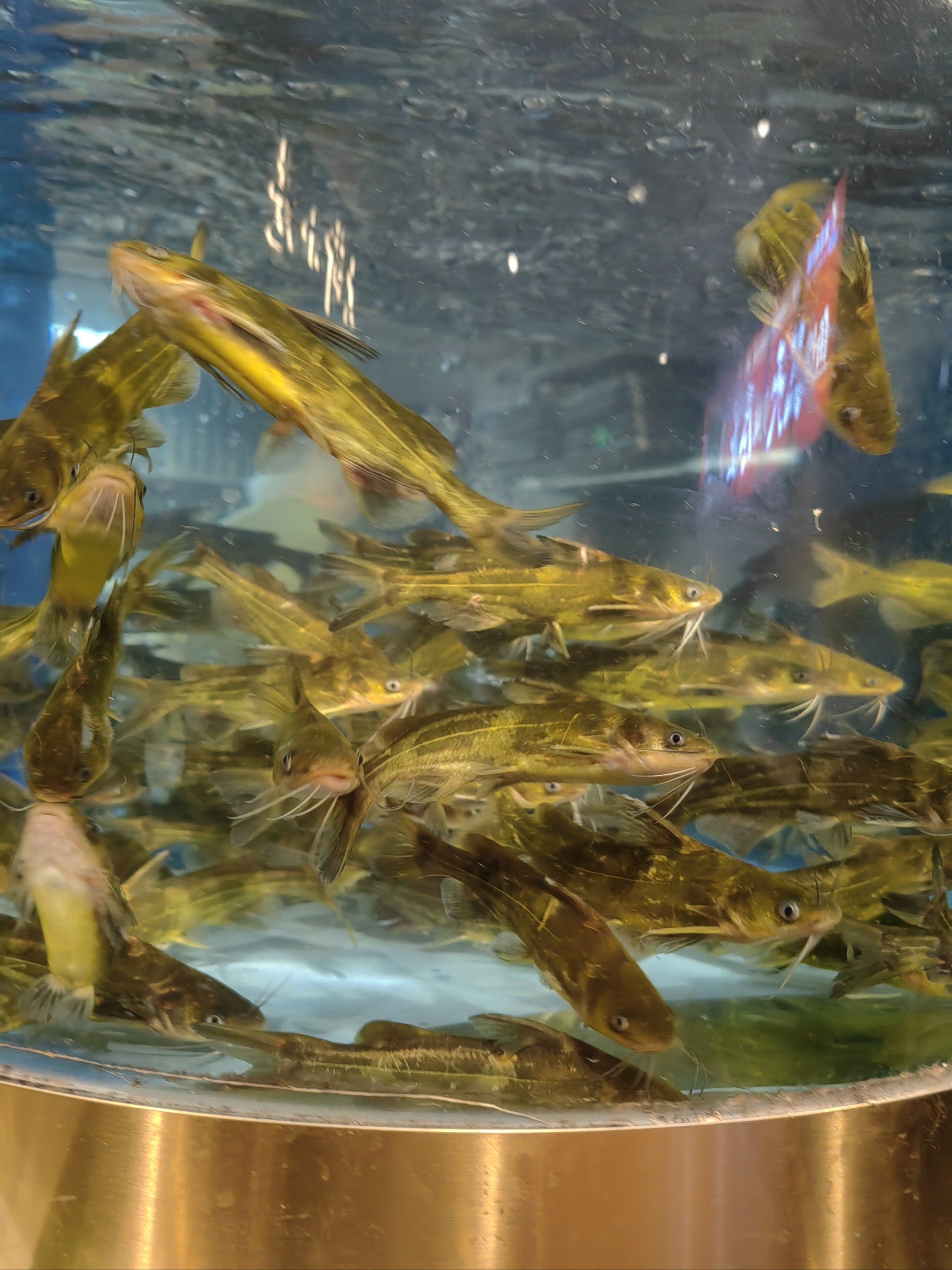 活鱼现杀#梭边鱼