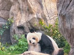 -香港海洋公园