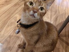 -MOCHA明星猫咖(田子坊店)