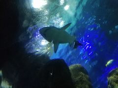 -大连圣亚海洋世界