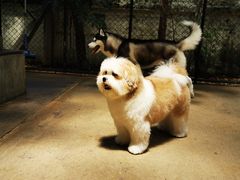 -TrueLove @ Neverland (Husky Cafe)