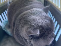 -博特宠物医院24h犬猫全科.骨科·异宠