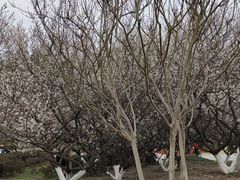 -秀丽东方
