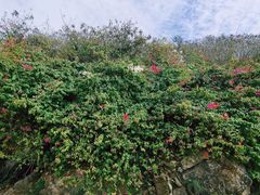 -三亚西岛海洋文化旅游区