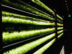 -L'ATELIER de Joel Robuchon(外滩18号店)