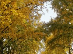 -三里屯东五街银杏大道