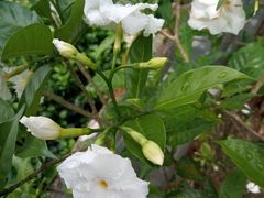 -火炉山森林公园