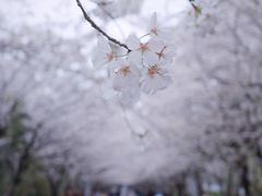 -高东镇樱花园
