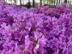 -羊亭河湿地公园