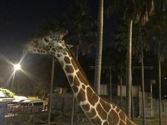 -清迈夜间动物园