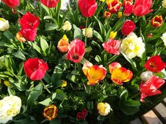-上海鲜花港