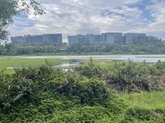 -华侨城湿地公园