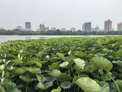 -莲花池公园