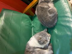 -猫色咖啡·猫咖