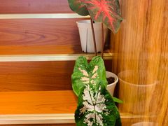 -Rabbit Cafe私房西餐甜点咖啡(栖霞路店)