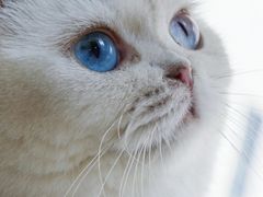 -鼓捣猫呢主题猫咖店