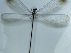 -上海昆虫博物馆