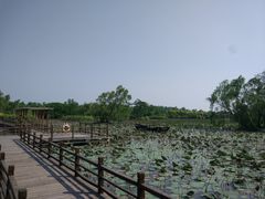 -大湾区中央湿地公园