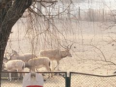-北京麋鹿生态实验中心