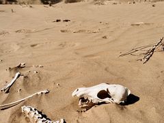 -银肯塔拉沙漠生态旅游景区