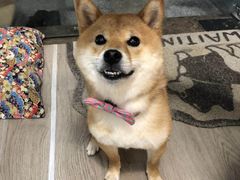 -柴迷FANS CLUB·柴犬狗咖·猫咖