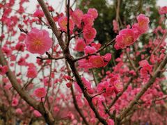 -秀丽东方