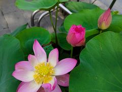 -莲花池公园