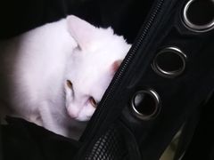 -宠颐生中康贝怡动物医院