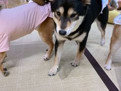 -逗柴咖啡屋·狗咖猫咖宠物桌游
