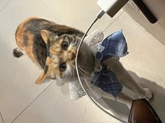 -Again Coffee Roaster(香蜜湖店)