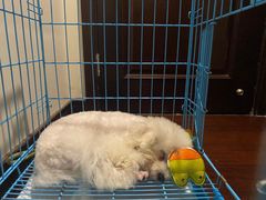 -翊宠yipet猫狗购宠庄园犬舍•猫舍