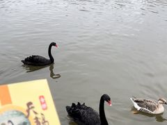 -溱湖国家湿地公园